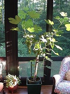 the cherished fig tree