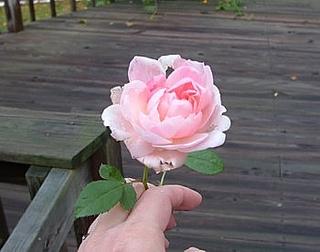 an October rose