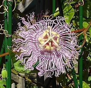 passiflora incarnata aka passion flower aka maypop