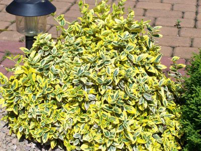 Trzmielina Fortune'a (Euonymus fortunei)Emerald'n Gold 