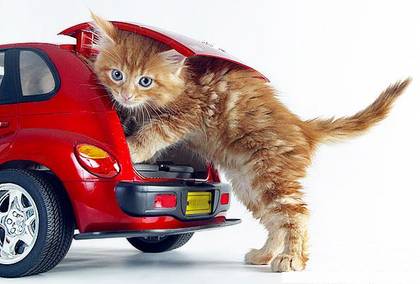 Funny cat car