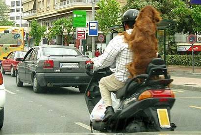 Dog in traffic