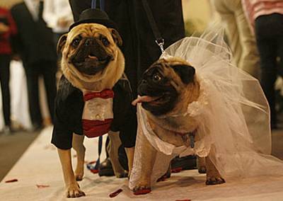 Dog wedding picture