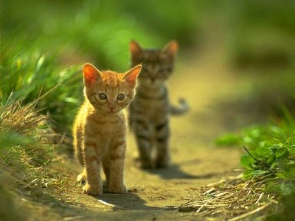 Two kitties