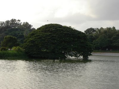 Lal Bagh Bangalore Lake