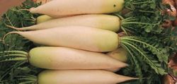 A picture of some daikon radishes