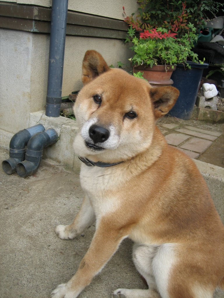 shiba belonging