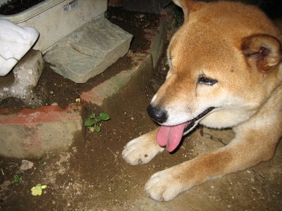 shiba belonging