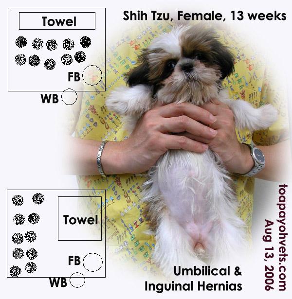 Toilet Training House Training Puppies 374 The Shih Tzu Walks