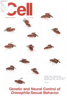 Cover of the journal Cell June 3, 2005 showing gay fruit flies having sex