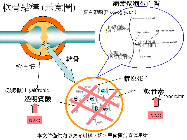 何謂天然n 乙醯葡萄糖胺寡糖oligo N Acetyl D Glucosamine Oli 何謂天然n 乙醯葡萄糖胺寡糖oligo N Acetyl D Glucosamine Oligo Nag