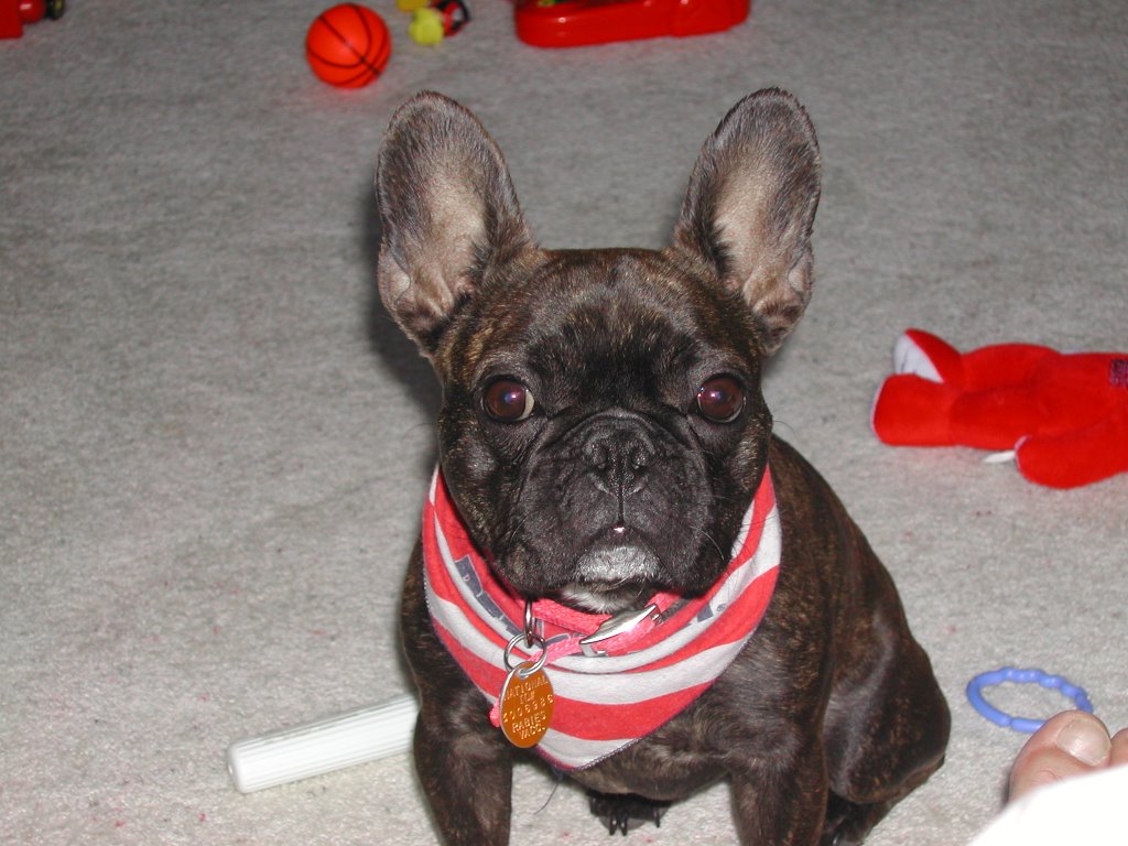 MoInk Mattie our French Bulldog