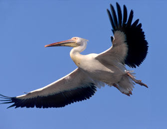 Sober pelican