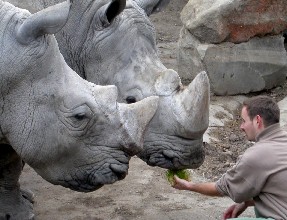 ¿Serán hembras estos rinocerontes?
