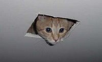 Ceiling Cat: Evil