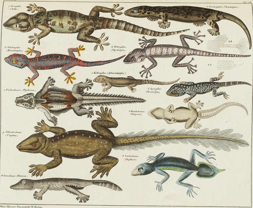 Стадия развития ящерицы. Пресмыкающиеся Эволюция. Reptile Эволюция. Эволюция ящериц. Первые морские рептилии.
