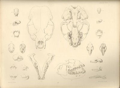 mammalian skeletal sketches