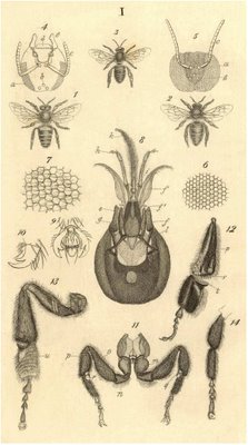 anatomical drawings of bees