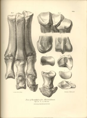Bones of the Right Foot, Macrauchenia