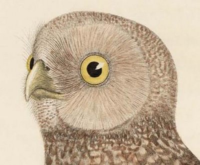 head of Burrowing Owl