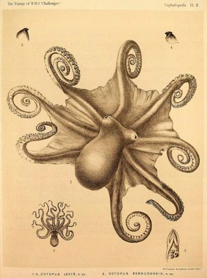 cephalopoda hoyle