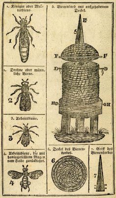beehive and bee drawings