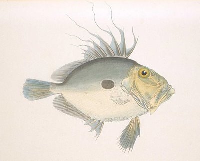 Matoudai - Zeus fish
