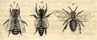 close up bee drawings