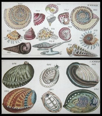 shell book 1813