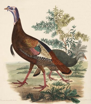 Wild Turkey - Male and female