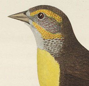 head of Female Yellow-Headed Blackbird