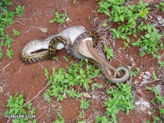 Python swallowing a Kangaroo