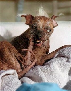 World's Ugliest Dog