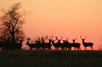 Guardians of the horizon by good day from flickr (CC-NC)