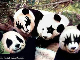 Osos Panda y KISS