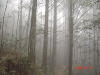 迷霧森林
