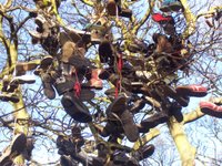 Newcastle Shoe Tree
