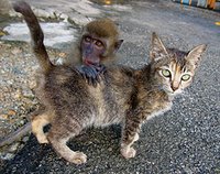 Monkey and a cat