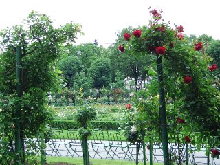roses at Volksgarten (onemorehandbag)