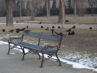 crows(onemorehandbag)