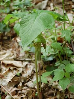 Jack in the pulpit, near Swago