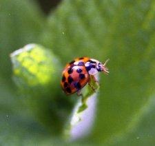 Multicolored Asian Lady Beetle on a sprig of apple mint