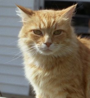 Portrait of Princess, a fuzzy yellow cat