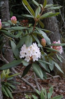 Rhododendron at Allegheny Lodge
