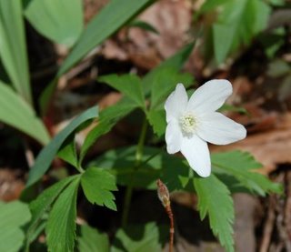 Windflower on Williams River
