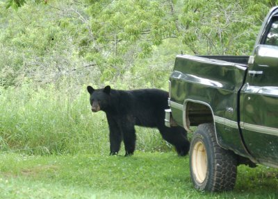 Black bear next to my truck