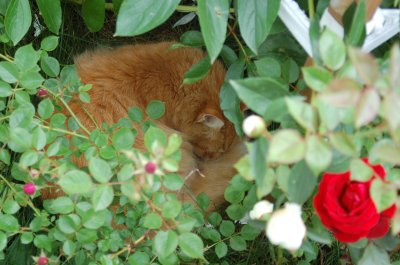 Cat sleeping under the rose and peony bushes