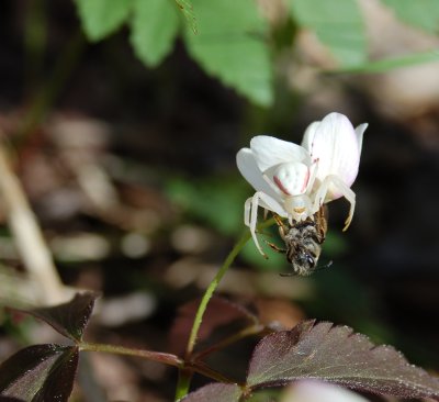 Cryptic crab spider eating a pollinator on a windflower