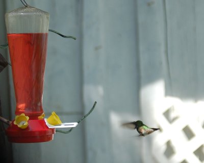 Hummingbird flying backward