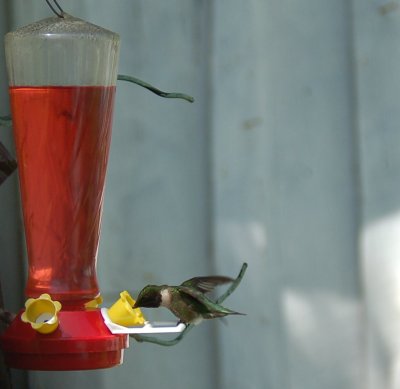 male Ruby-Throated Hummingbird at Feeder